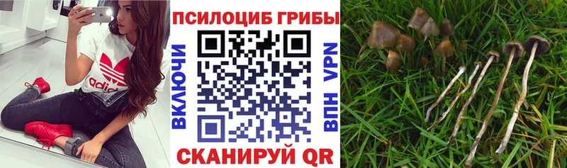 как найти Хотьково Псилоцибиновые грибы прущие грибы